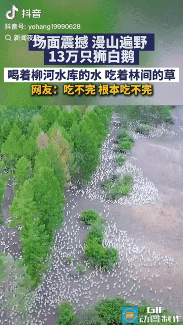 脑子太好用了！黑龙江男子承包山林养13万只狮白鹅，航拍画面震撼众人
 
很多人总