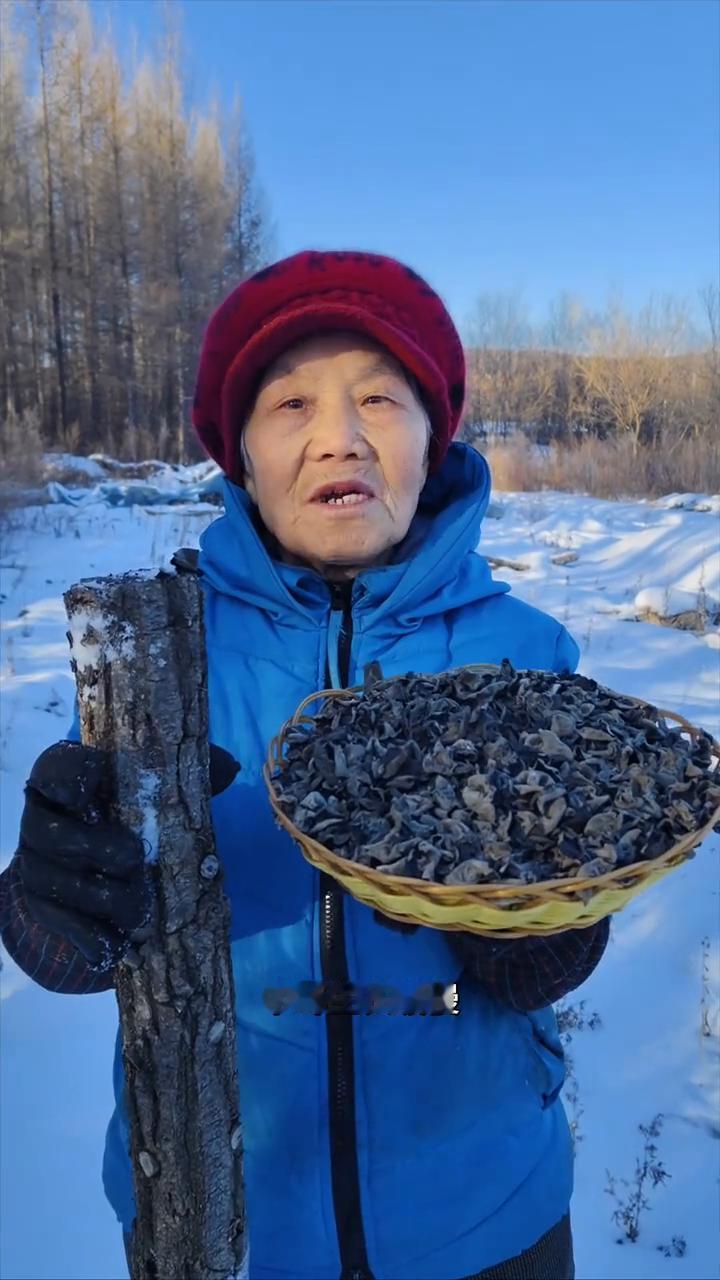 黑龙江原始大森林柞木椴上生长的秋木耳。
我家是小兴安岭的主脉原始大森林，这是东北