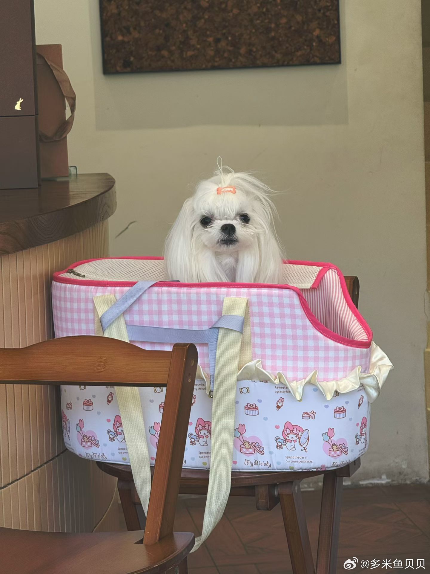 可爱🐶～ ​​​