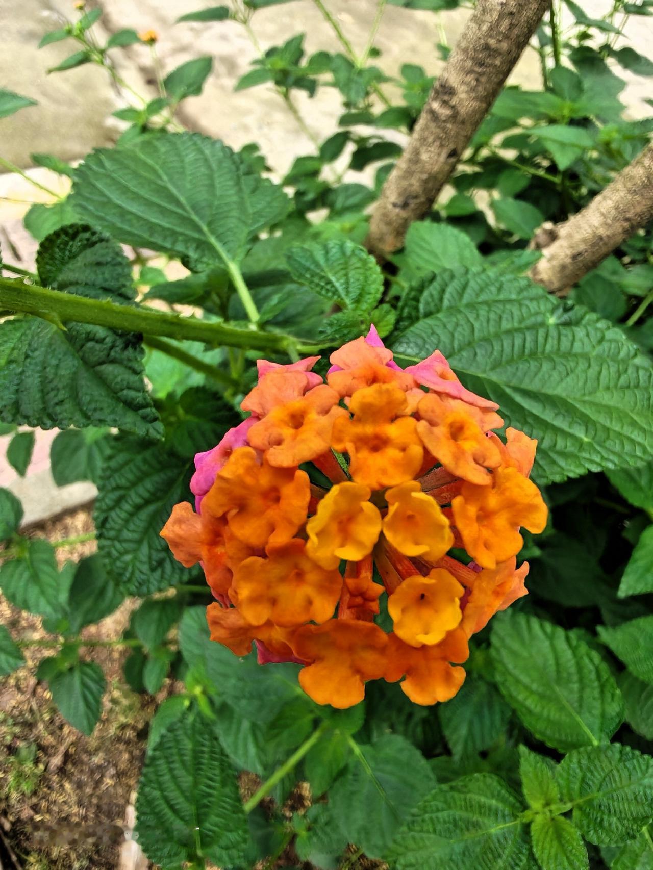 路边的花花，美！