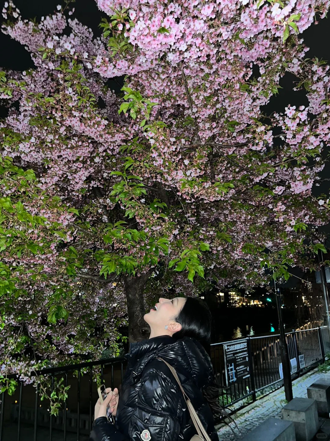 京都有樱花了家人们！！