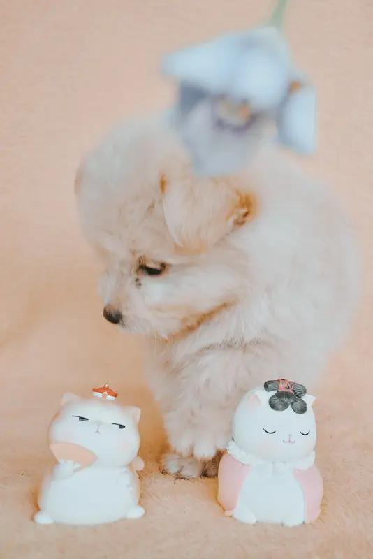 萌宠的有趣瞬间真的太多啦。有个小朋友对着狗狗认真拜年，这画面超搞笑。背后却是狗狗