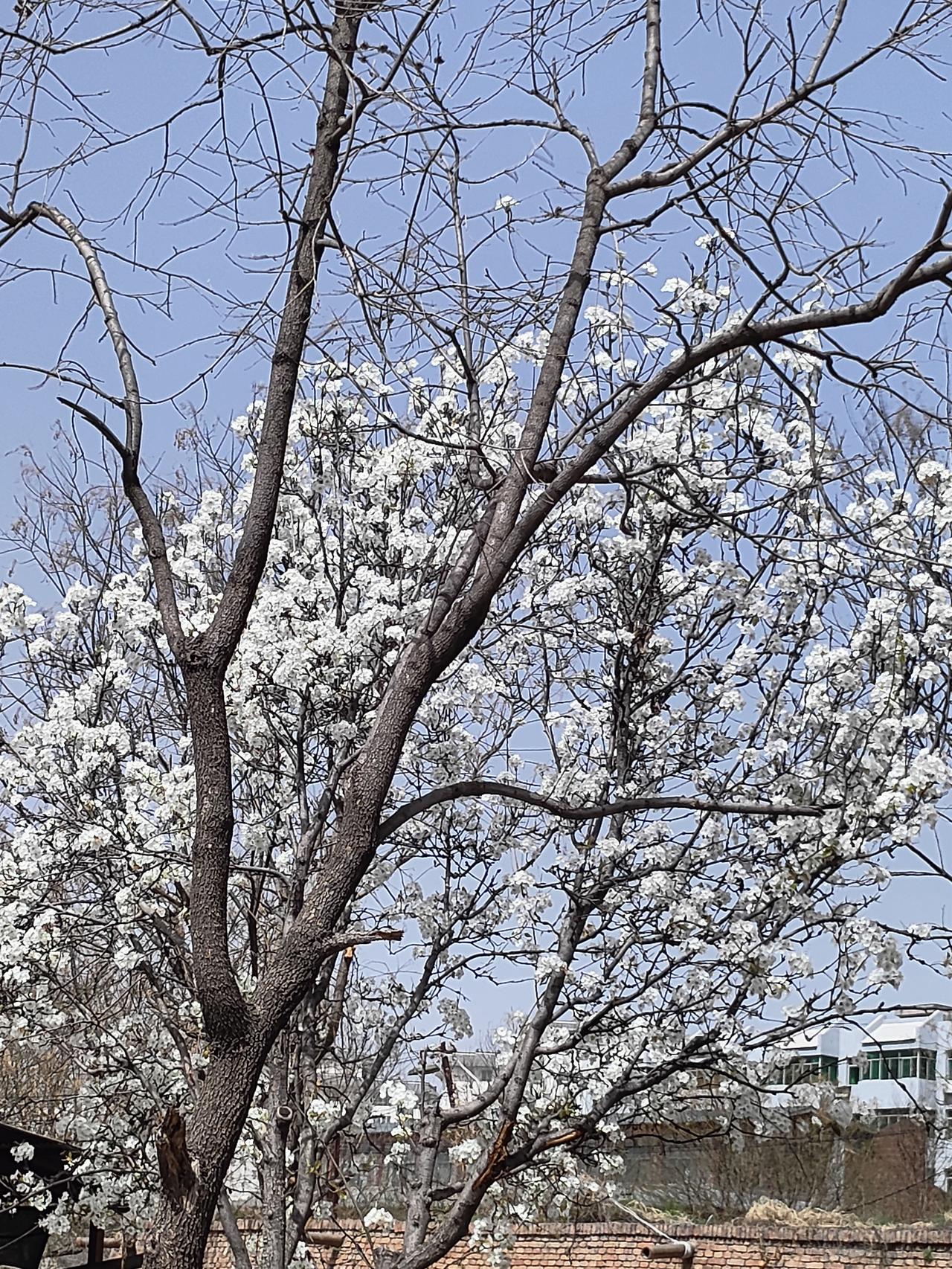 满树梨雪开，春风踏香来。枝头素白不染尘，像把春日的月光都揉进了花里。站在花树下，