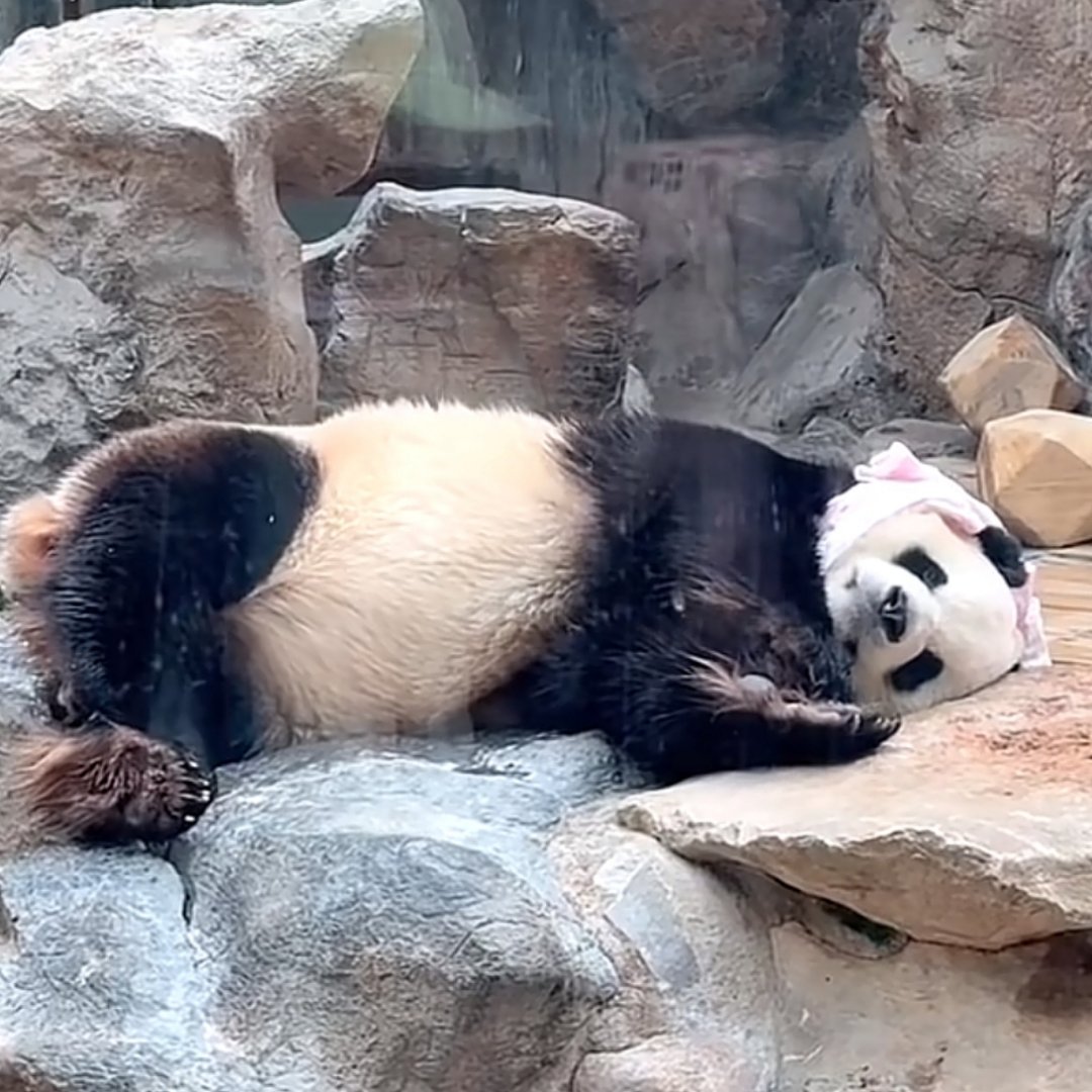 胖大海是咋包上粉色头巾的🤣🤣🤣 