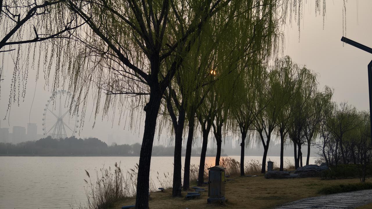 文亭湖的春天，风里带着暖意。柳树抽出了新绿，枝条垂在湖面上轻轻晃。路边的树冒出了