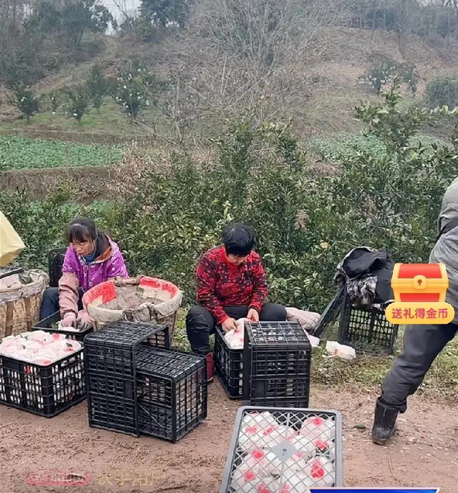 女网红干里进出耙耙柑
山西一女网红千里迢迢专赴四川
去山坡上、地头里进上耙耙柑