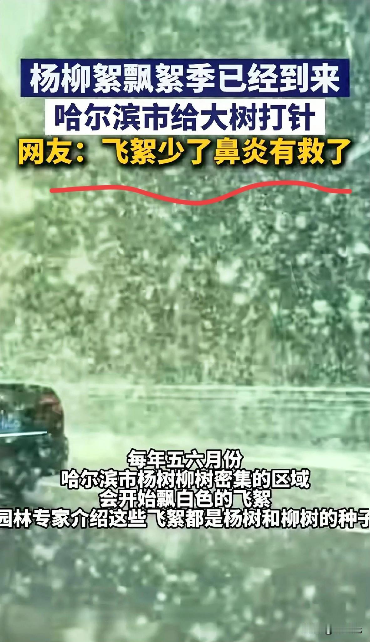 哈尔滨又开始了满街飘飞絮的时节，铺天盖地如同鹅毛大雪一般，看上甚是非常壮观，但体