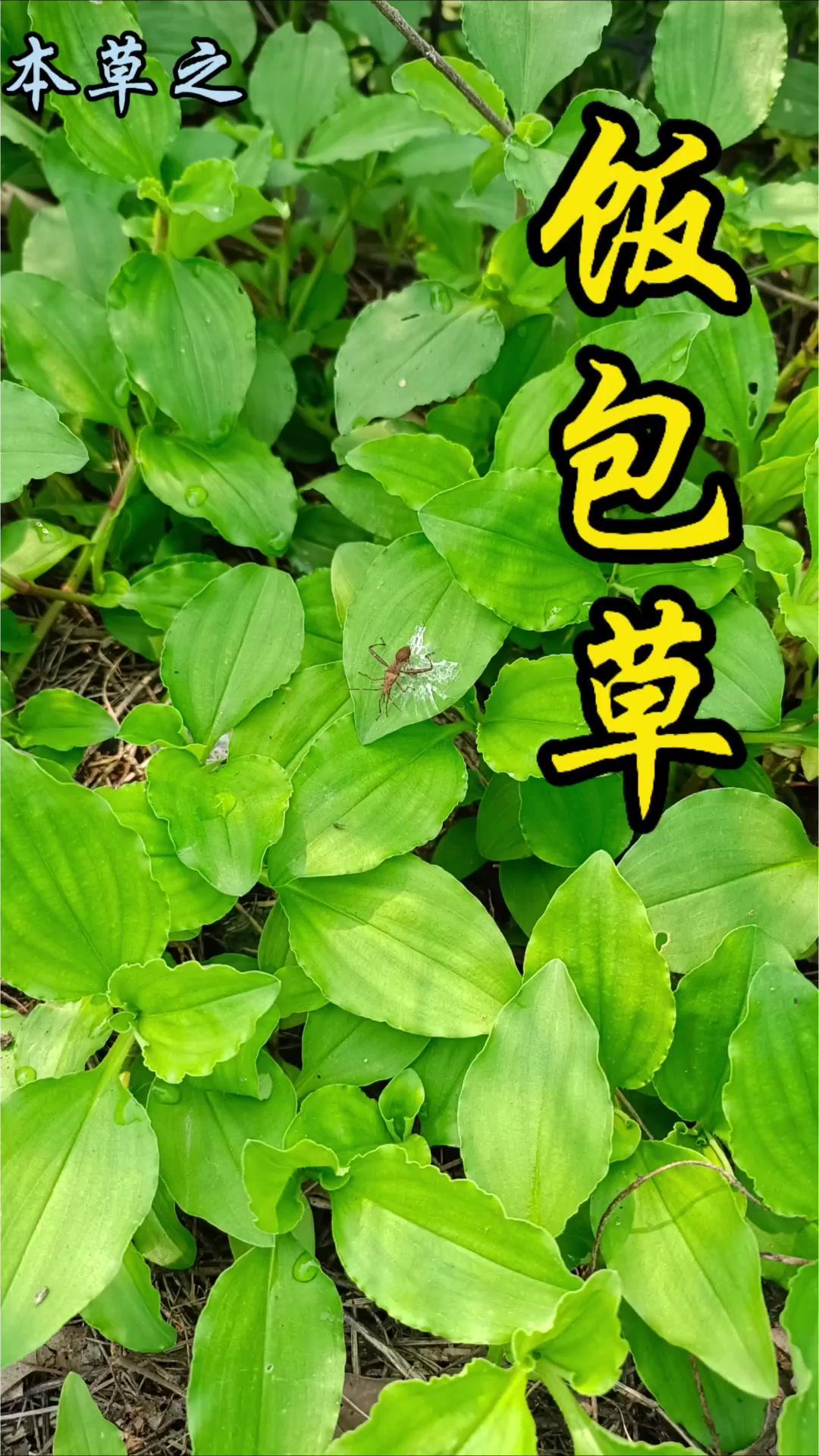 路边常见的草里，饭包草长得有点特别！它像鸭舌草，又像淡竹叶，最特别的是那对合拢的