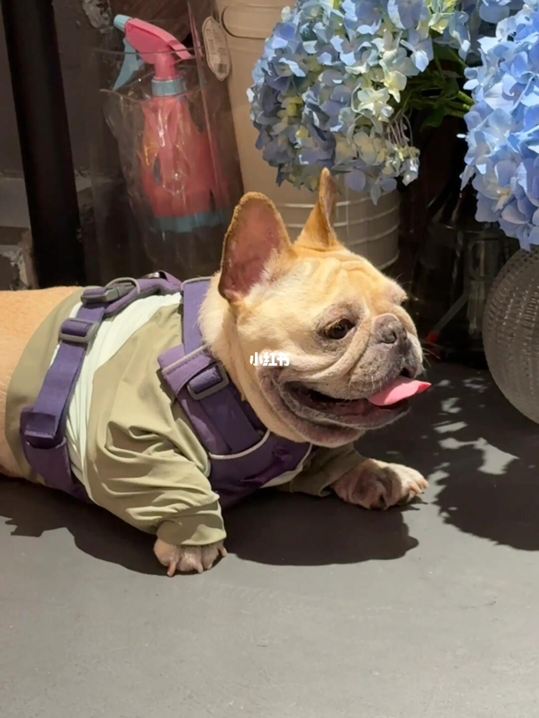 是不是法斗才会这样踮jiojio