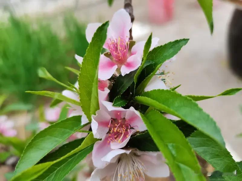 桃树盛花期能不能喷赤霉酸，这得谨慎对待。桃树本身赤霉酸含量就高，若在盛花期喷赤霉