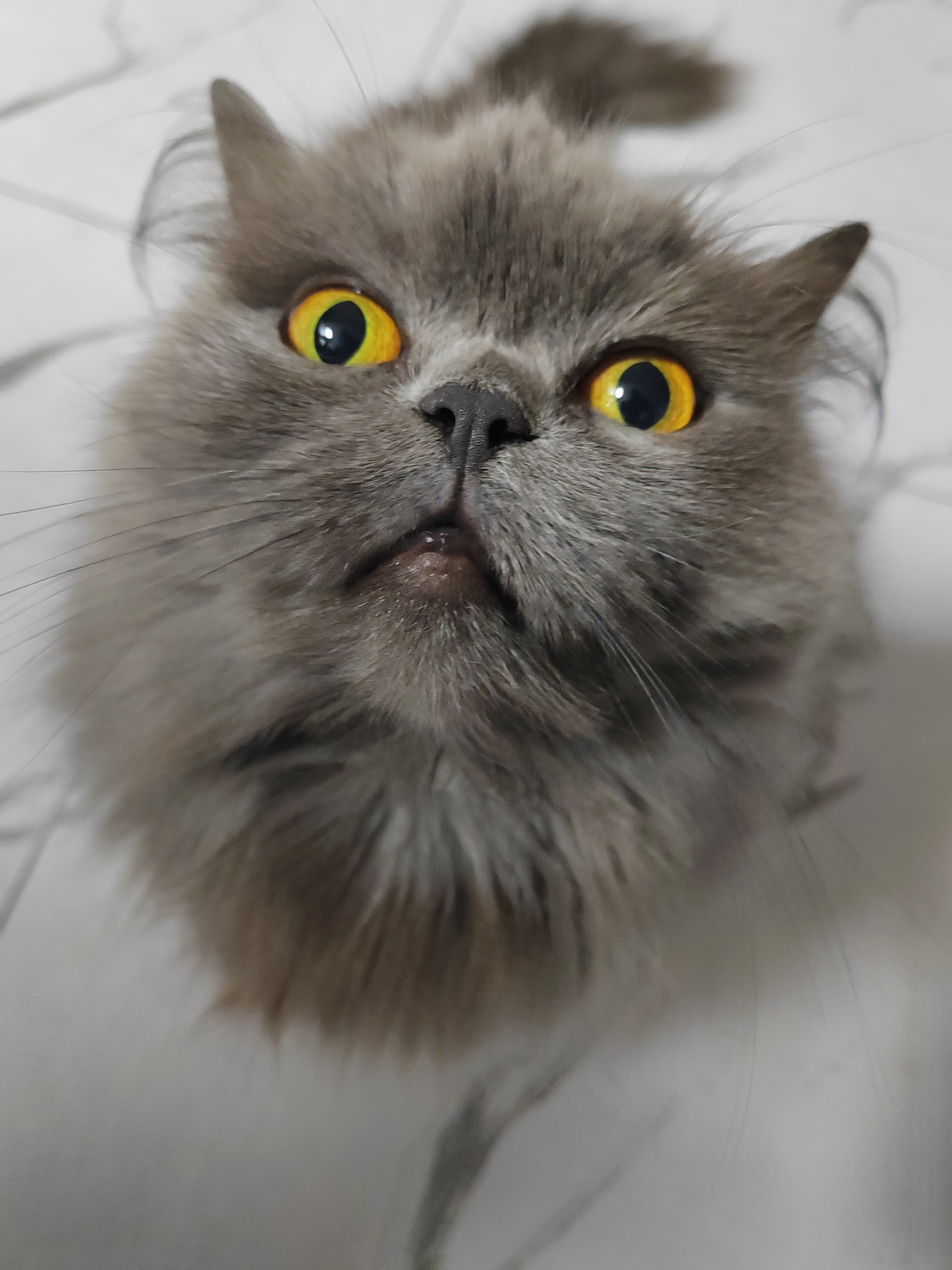 我的猫躺我旁边放了个屁…屁是嘟嘟声的，嘟嘟恶臭。 
