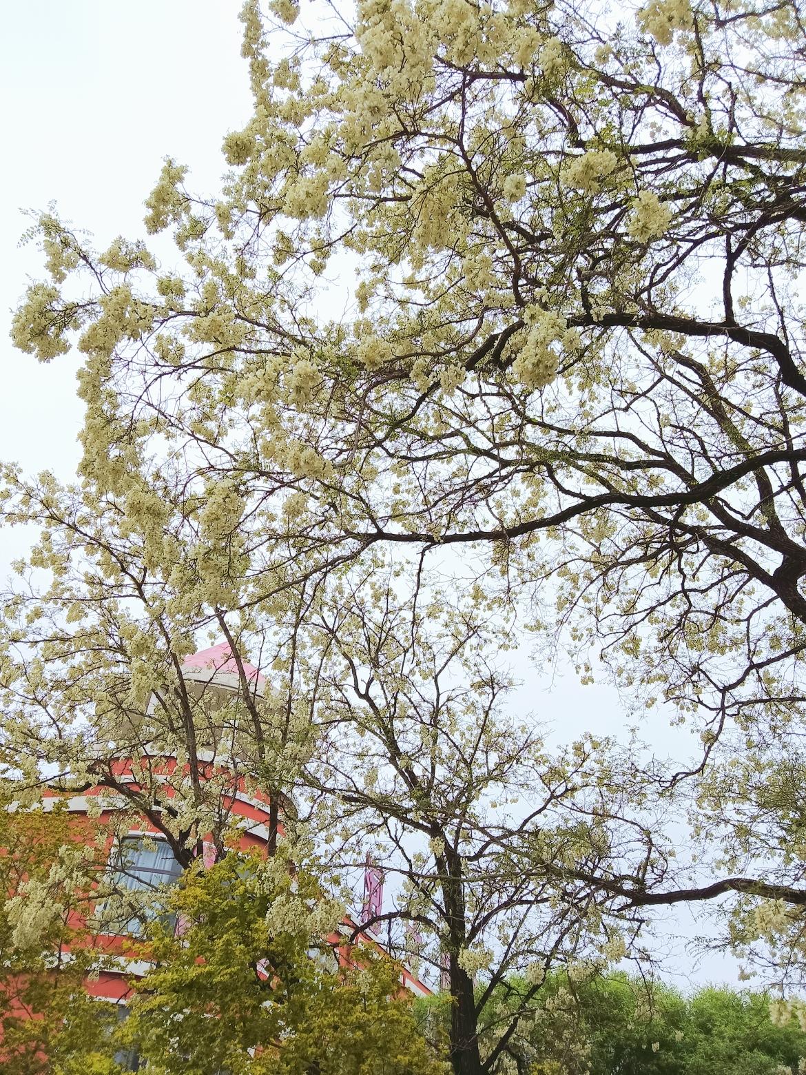 春日暖阳下，繁花似锦，红砖建筑掩映其中，尽显浪漫气息。🌸🏡春天真是一个美好的
