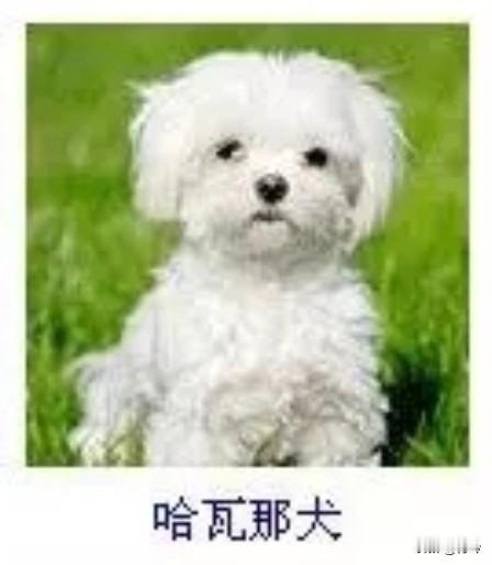 菩萨蛮14·哈瓦那犬
       雪茸轻裹春茵软，圆眸斜映晴光浅。耳软坠云柔，