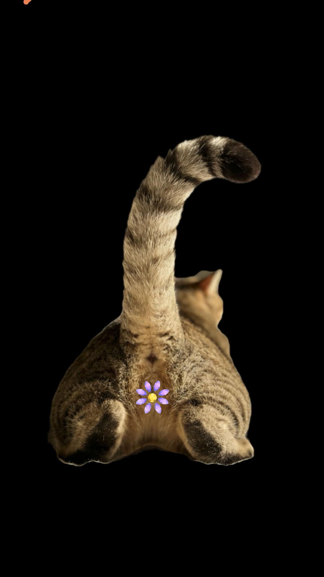 无语，我家咪不知道什么毛病，每天早上我睡醒的时候，睁开眼睛都是这样的画面。
它非