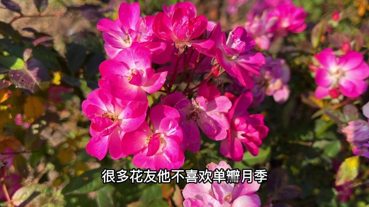 被很多人忽略的单瓣月季其实超能打！别看它没有重瓣花那么华丽，实际是个"六边形战士