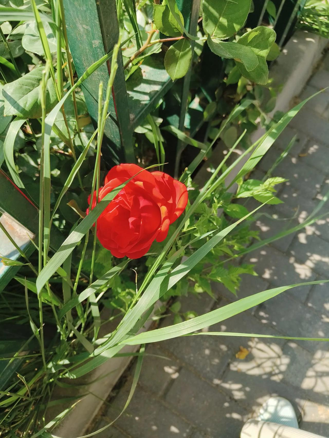 人生若逢春花烂漫时，不要辜负春花的烂漫，让自己尽情地沉浸在春天的活力与希望之中，