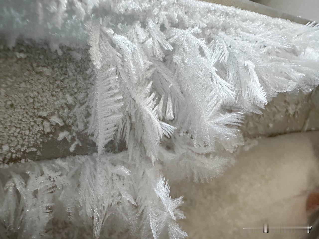 《冰箱里的冬夜》

漏风的门缝是根细针
把昨夜的凉，绣成玻璃上的白
那些针脚多像