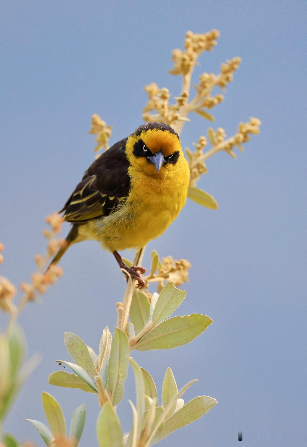 yellow bird