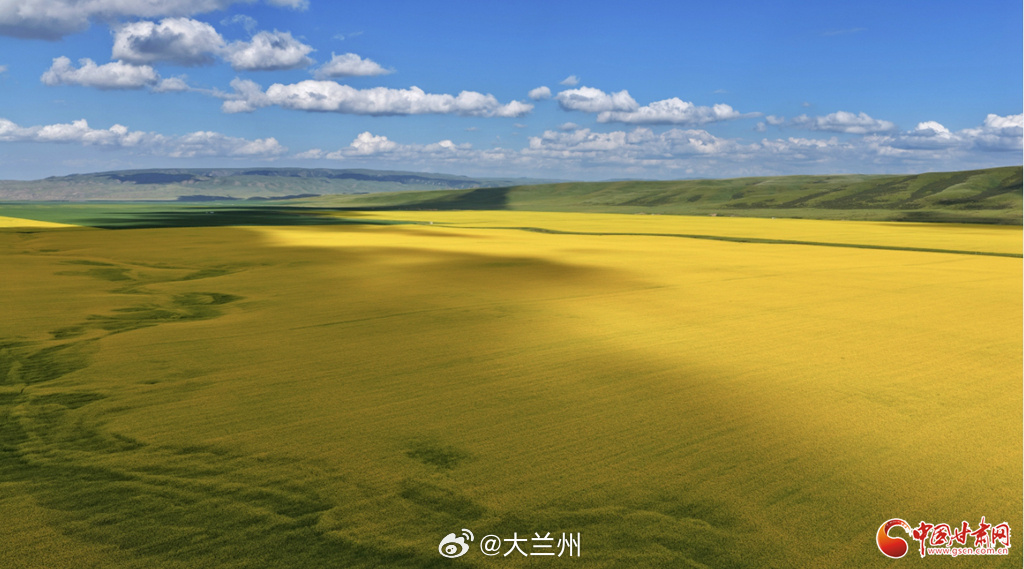 甘肃夏日绝美高原画卷【祁连山下金波涌 山丹马场夏韵浓】夏日，张掖山丹马场万亩油菜
