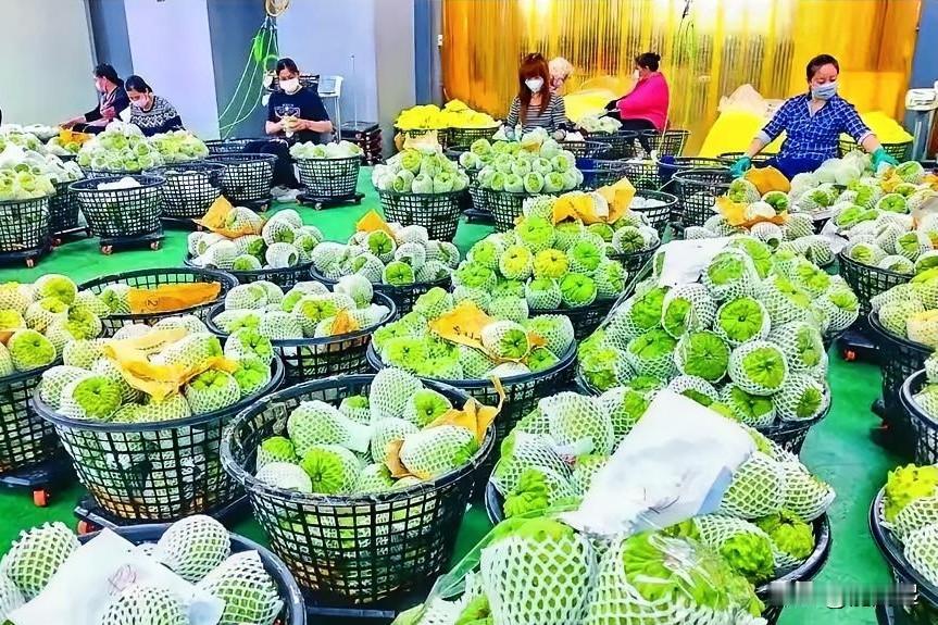 据媒体报道6月13日海峡论坛，大陆企业与台湾农渔业者签约，采购台东凤梨释迦、屏东