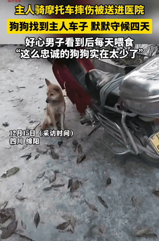 四川绵阳，主人骑摩托外出一直没回家，小黄狗下山寻找。在路边找到了主人的摩托车，竟