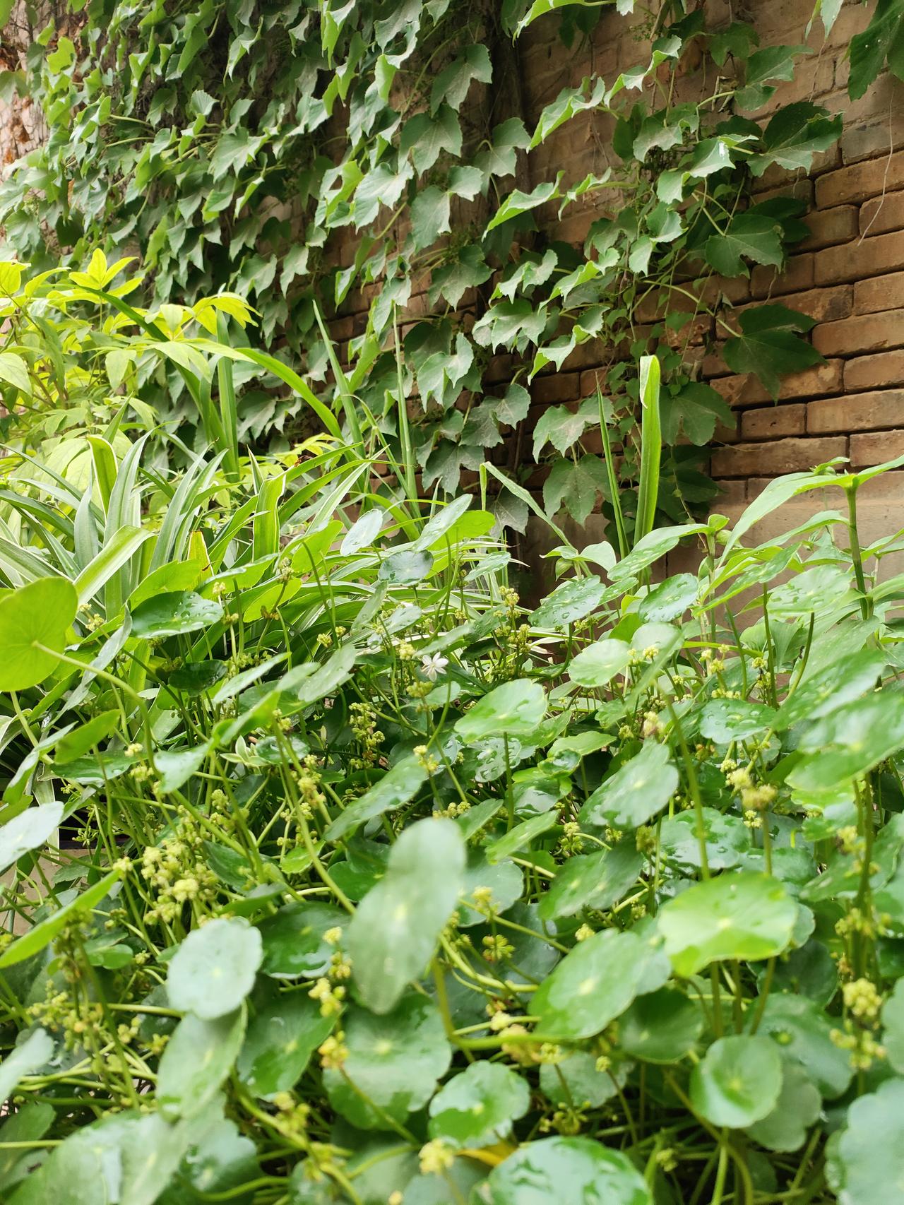 每日随拍绿色植物老砖墙爬满浓密的爬山虎，层层绿叶铺满墙面，铜钱草铺着圆润带水珠的
