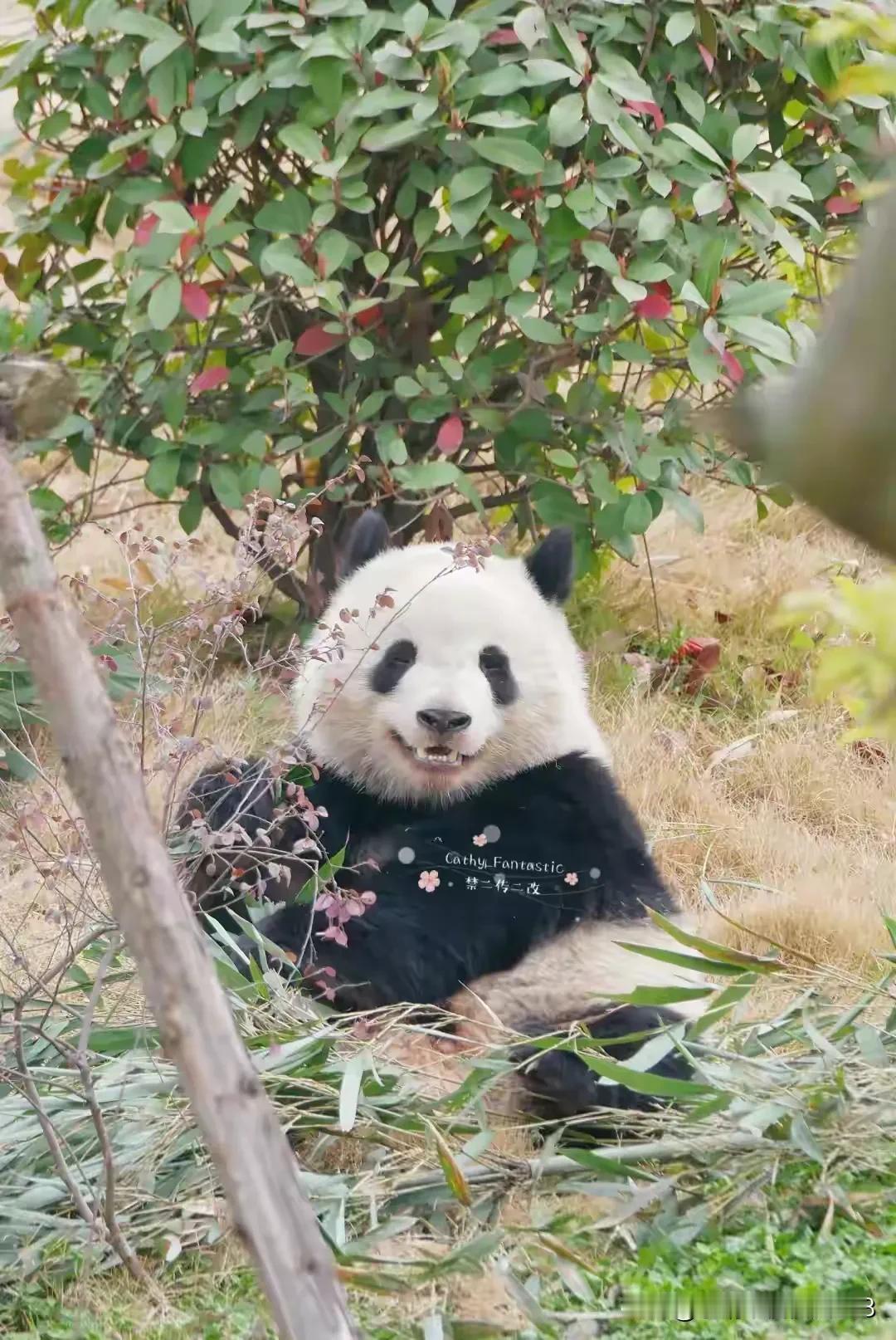如此甜美的宝贝谁能不爱
小北辰和妈妈北川长得一模一样，一张圆圆的娃娃脸，笑眯眯的