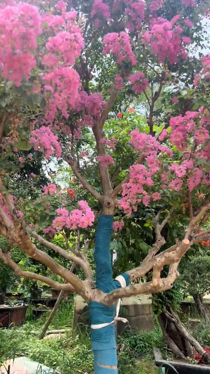 花心能达到一百多天的一颗红花紫薇，直径达到十三公分，一杆到顶。并且是步步高升的树