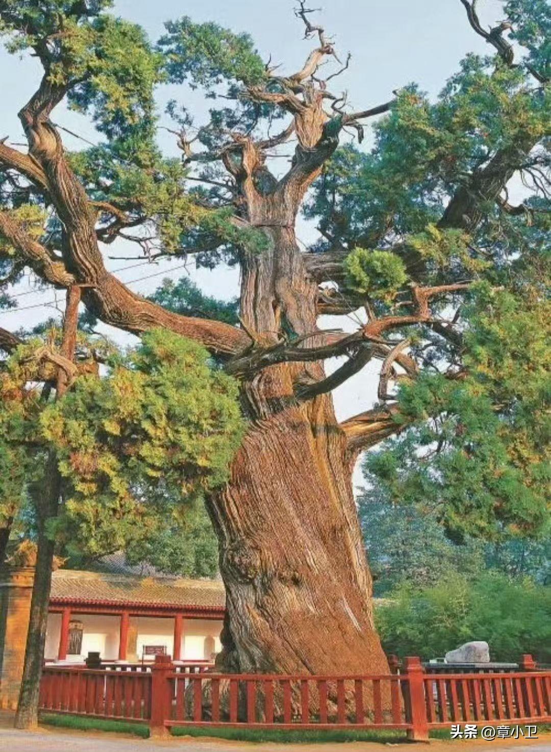 直木成材，弯木成景。人生百态，各有归途。人以无为而成其有为，论材当向直中取，谋生