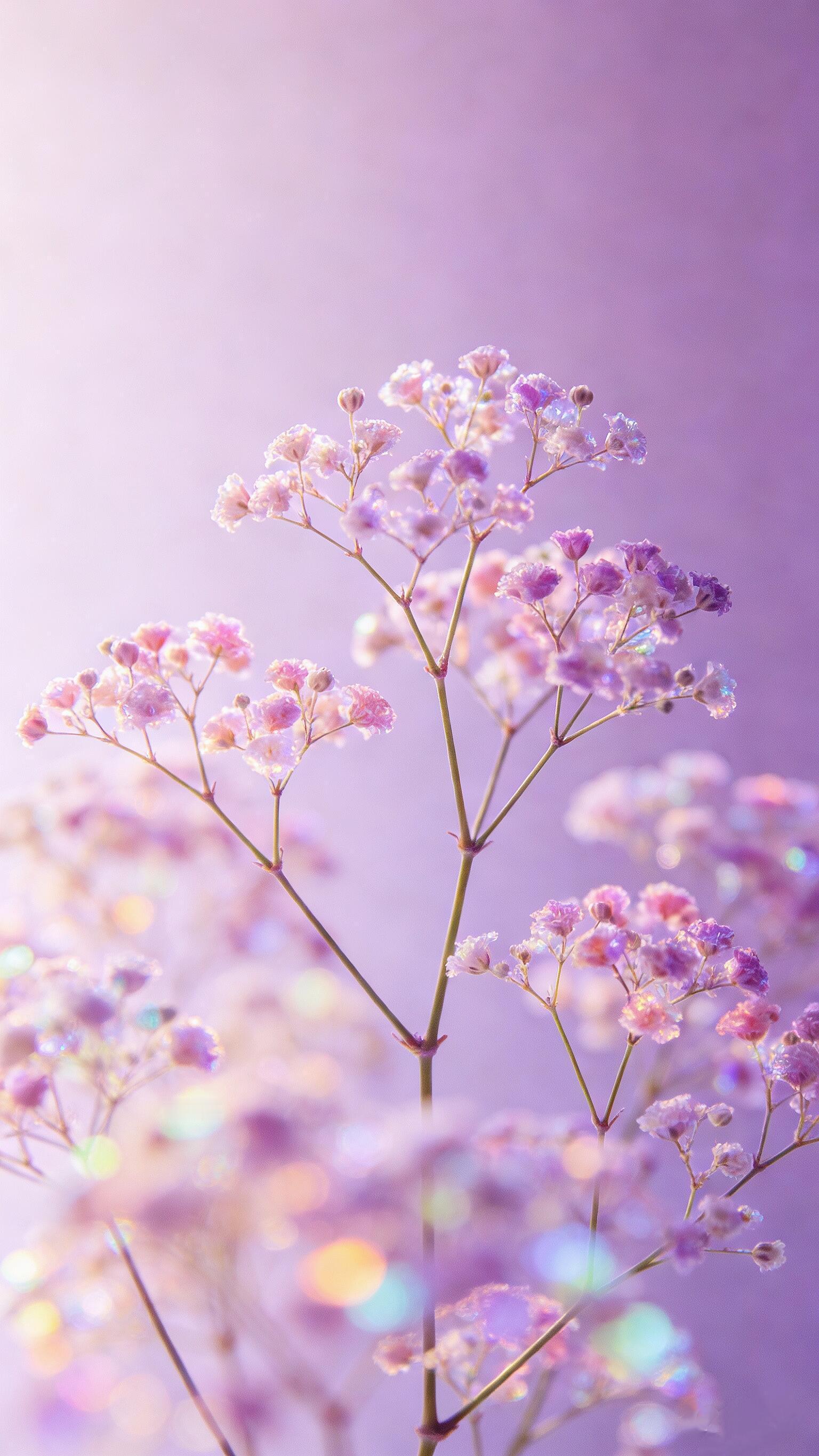 满天星壁纸 满天星一开，温柔就来了~ 𝐒𝐡𝐚𝐫𝐞｜萌萌哒韩系壁纸套图壁