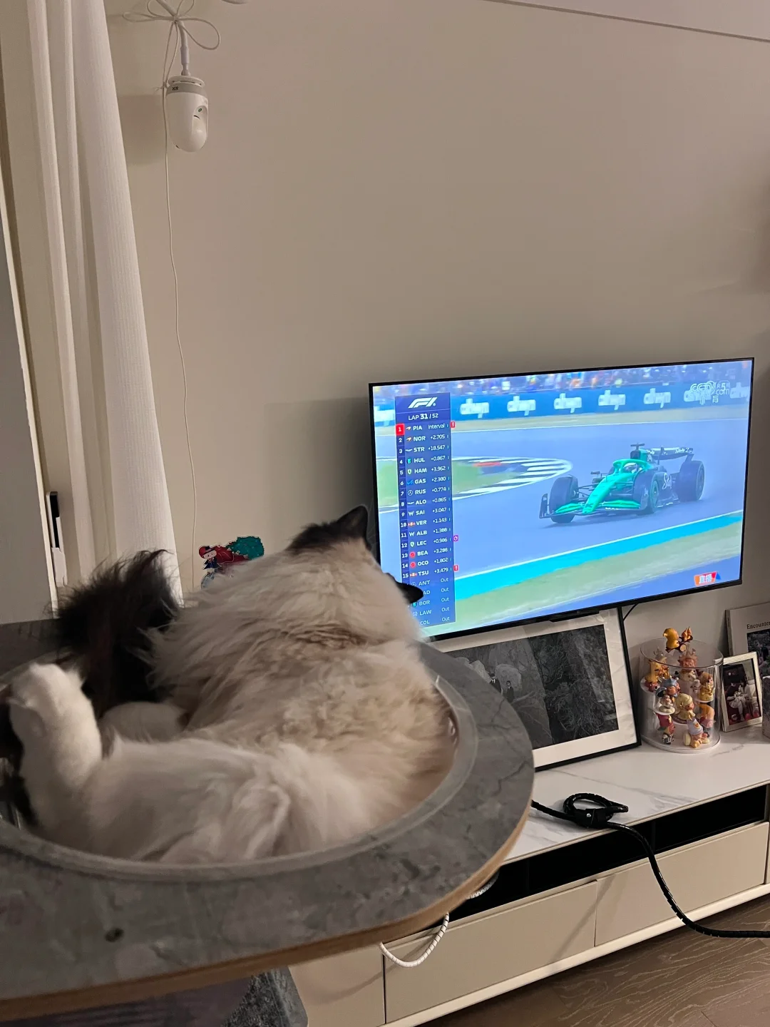 小猫咪也爱看F1呀