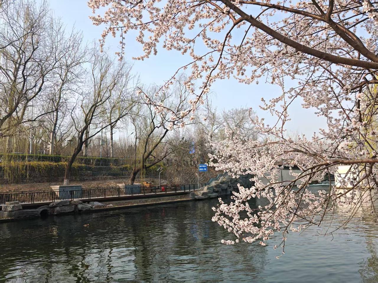 春风十里桃花香

文/熏墨
三月春风万物醒，处处花香情意浓；
骏马腾飞踏山川，财