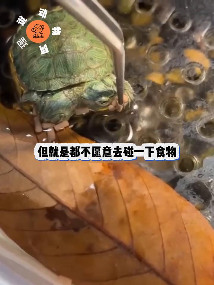 这个男人成功孵化出了一只极其罕见的双头龟，然而接下来却出现了一个大麻烦，这只小龟