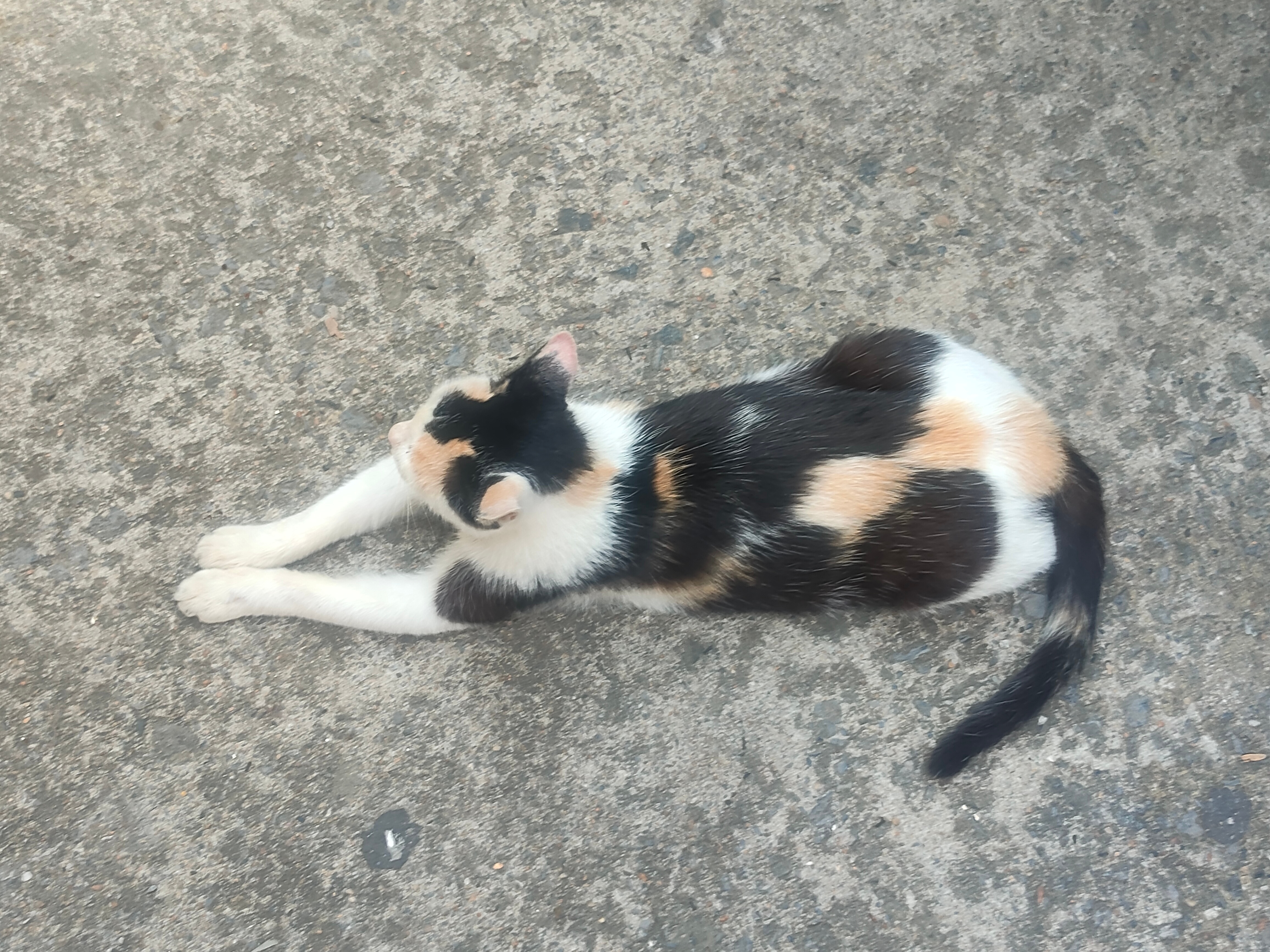 这个小猫很乖，可以摸。(=￣ω￣=) ​​​
