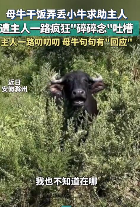 上人民日报了。安徽滁州，一母牛只顾吃草弄丢了小牛，主人本以为它会自己四处寻找，没