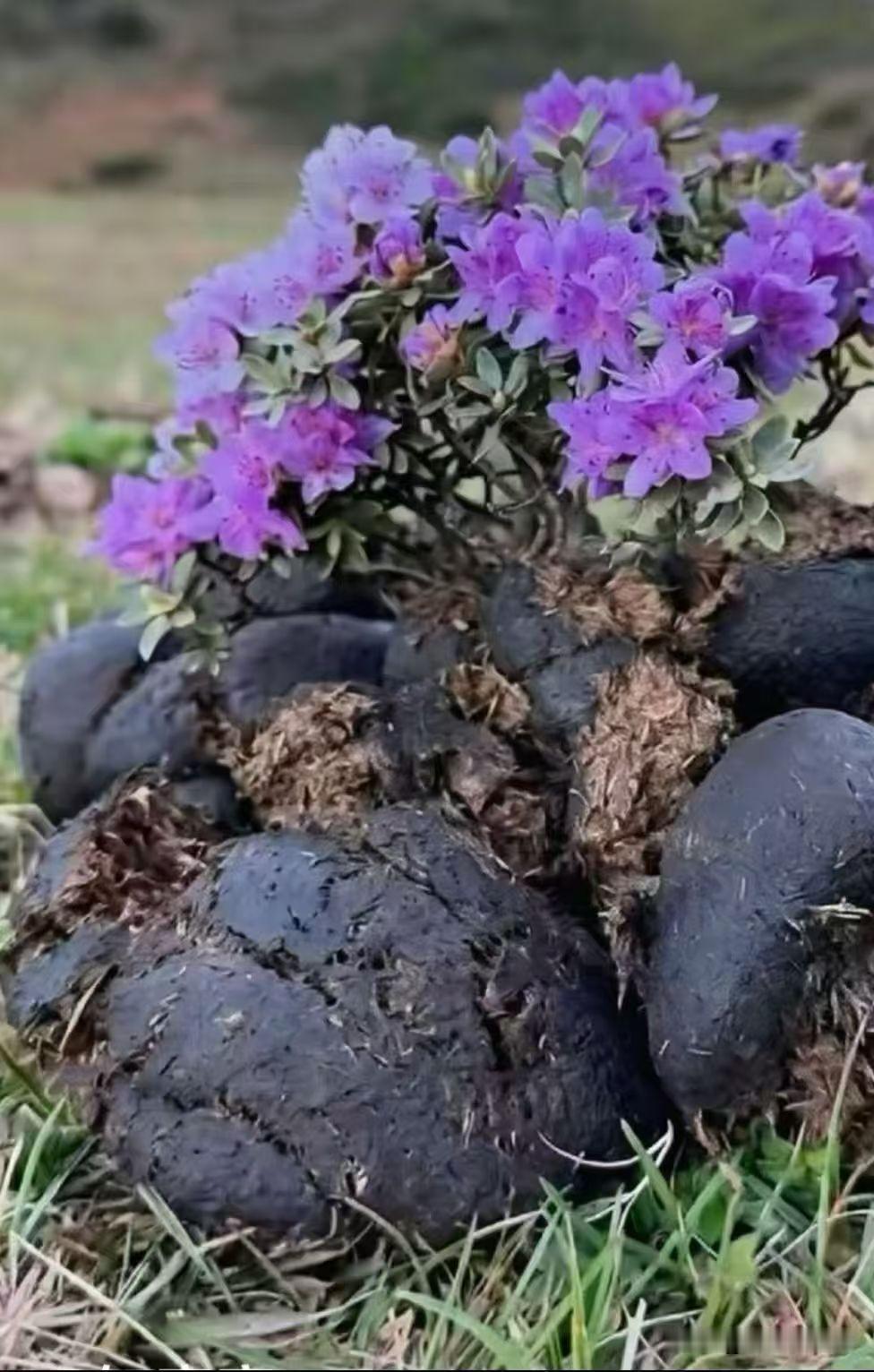 紫色花丛中的凤翔黑色石头，自然与艺术的完美结合带纹路的石头 绝美石头 石头上的景