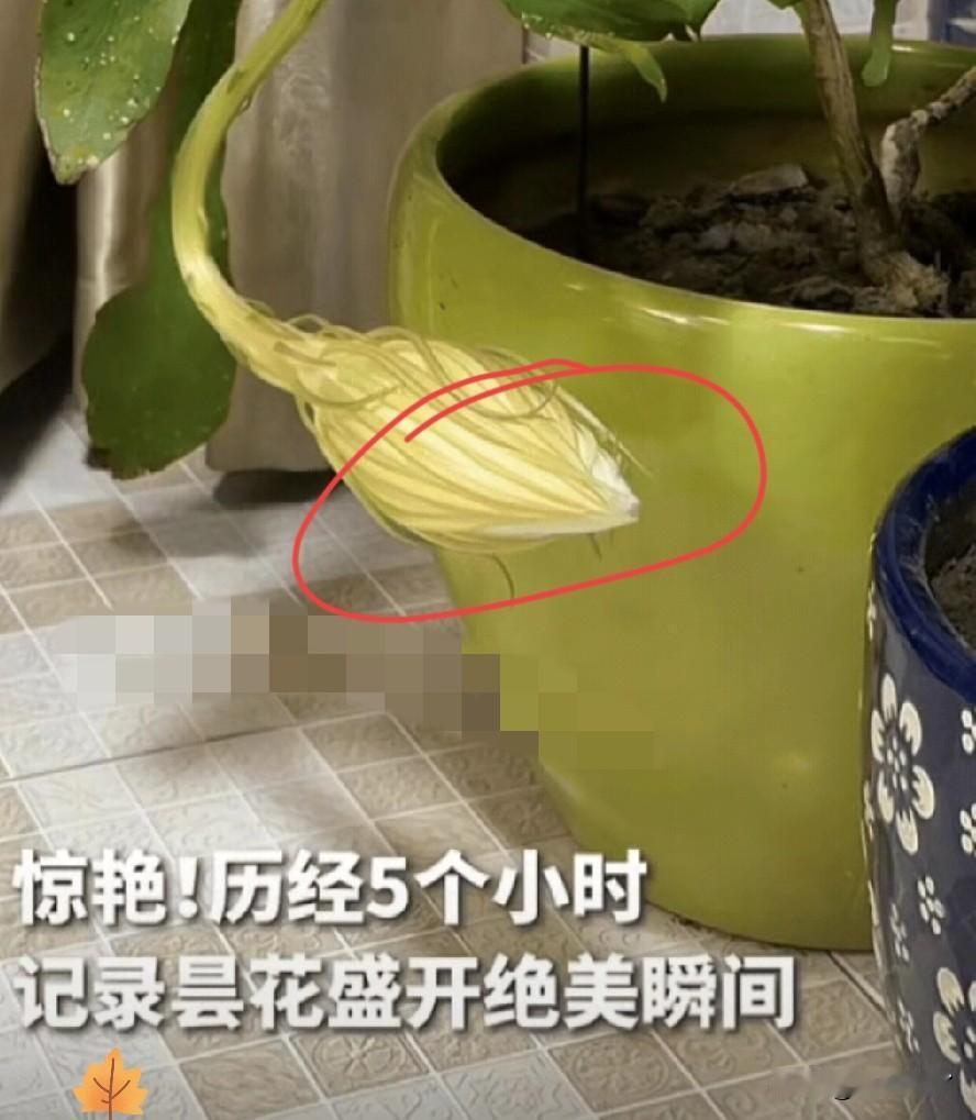 江苏南京，女子准备关灯休息时，突然发现阳台的昙花有动静，她走近一瞧，发现昙花要开
