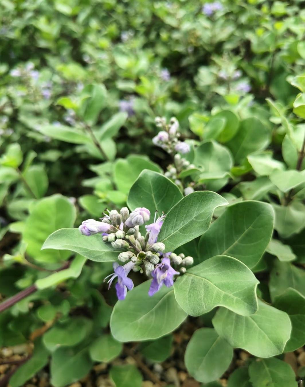 ～365植物心语～ 🌿✨📅 0️⃣7️⃣月2️⃣2️⃣日今日植物：单叶蔓荆（