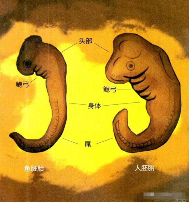 过去，许多人都认为猿人是我们的祖先。2022年，科学家们不仅提出了这一大胆的假设