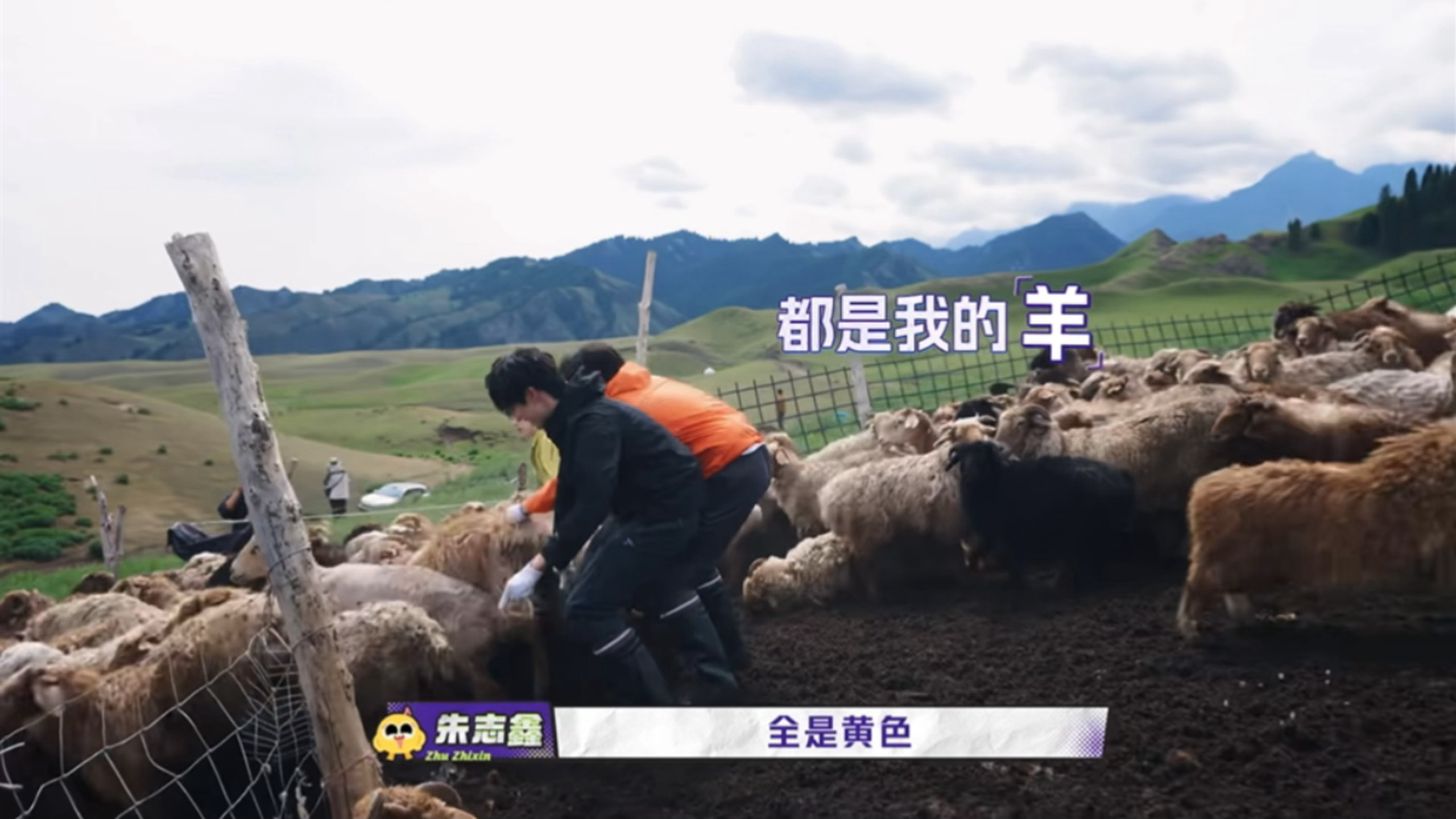 妞妞：全黄了（骄傲脸） ​​​