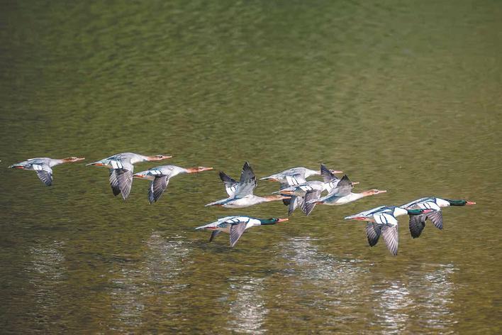 【#安徽记录到278只中华秋沙鸭创新高#】#安徽首次中华秋沙鸭越冬同步调查# 中