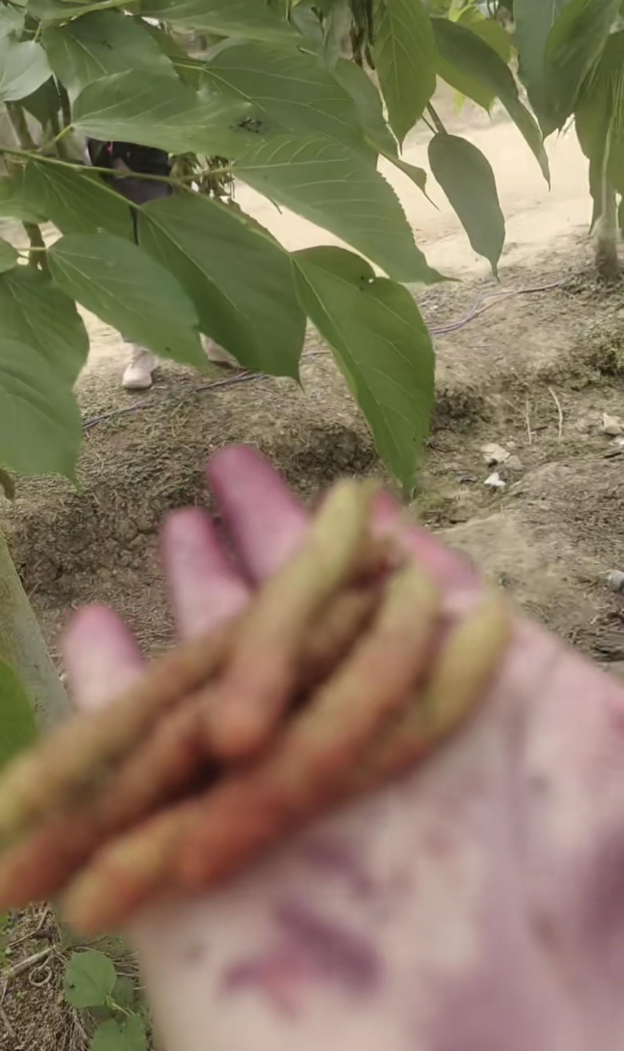 星期六闲得有点无聊，小孩要求外出的呼声一声接一声，想想无处可去，刚好鸵鸟园的老板