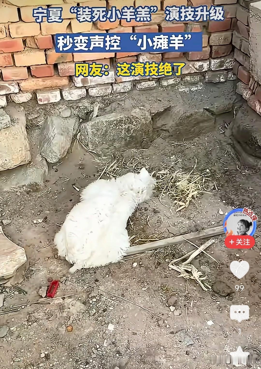 宁夏网红羊，会装死，别人都说它是国际奥斯卡演员。这小奶羊喜欢装死，它喜欢和小孩子