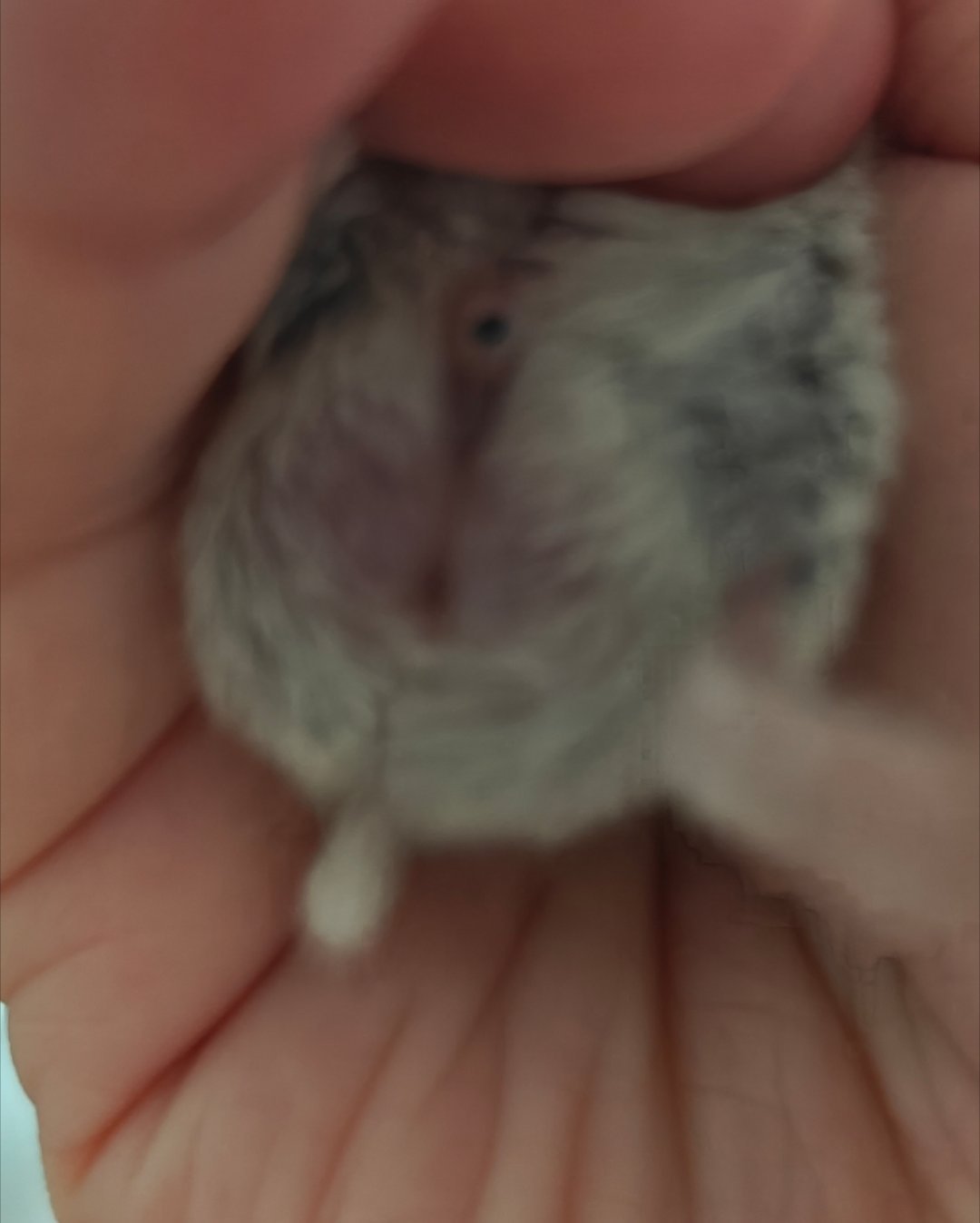 美津睾丸长毛中 