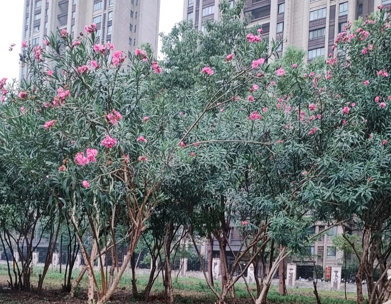 西江月  安康中秋  新韵
花艳凉晨扑面，轻风细雨迎帘。
满城秋色味香甜，撑伞行