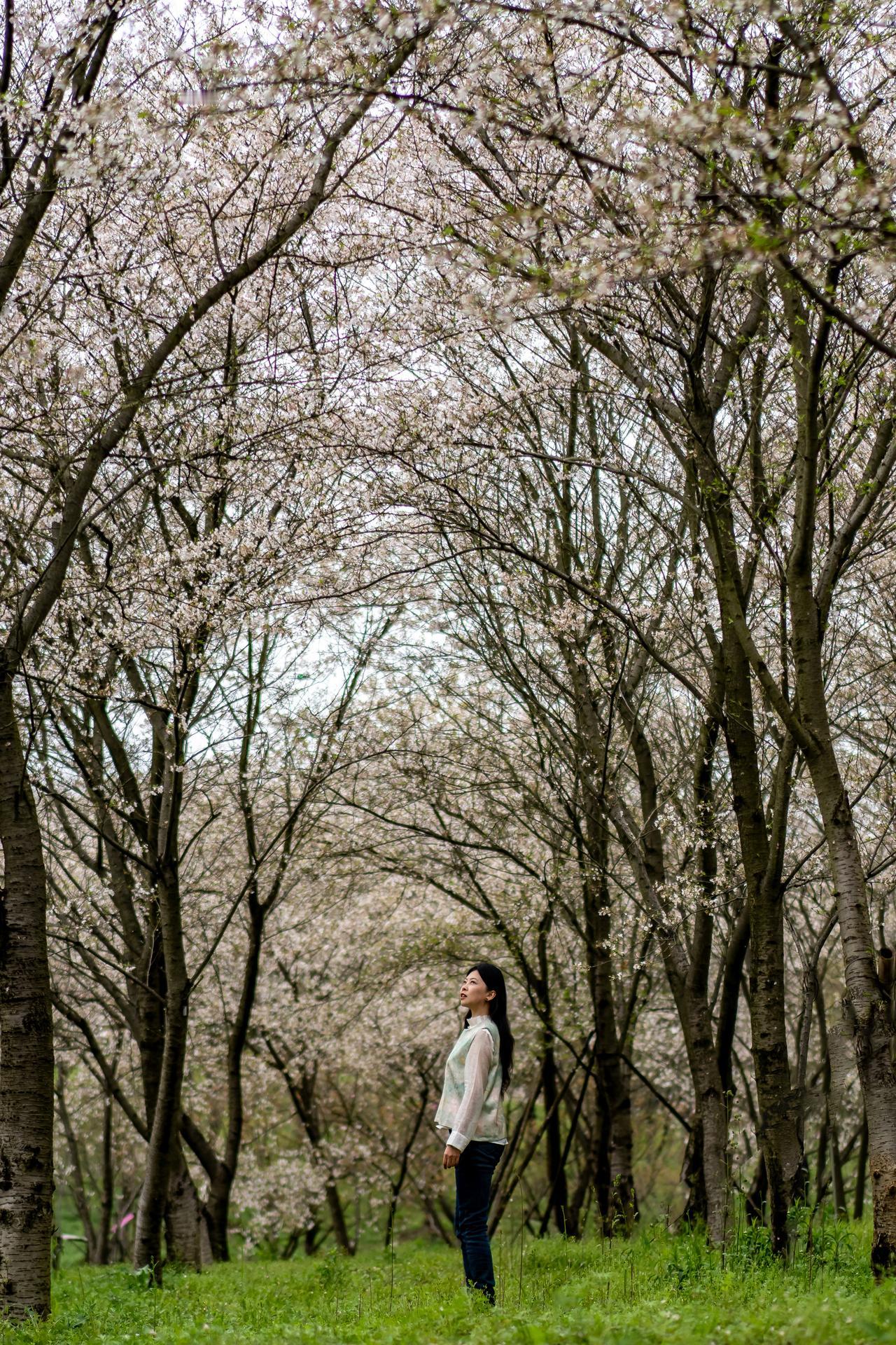 想不到今年遇见的第一场“樱花雨”🌸🌸，居然是在湘潭！
这里是湘潭盘龙大观园樱