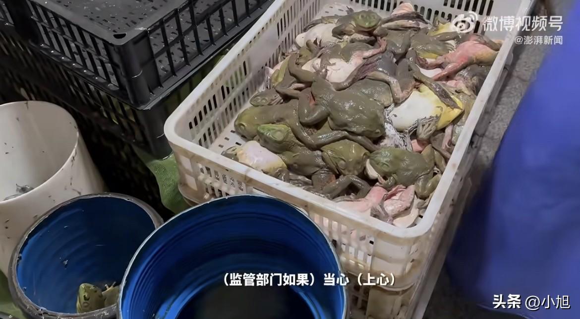 “正常抗生素都会超标。”

这句话是一个做牛蛙批发的老板，坐在自己办公室里，面对