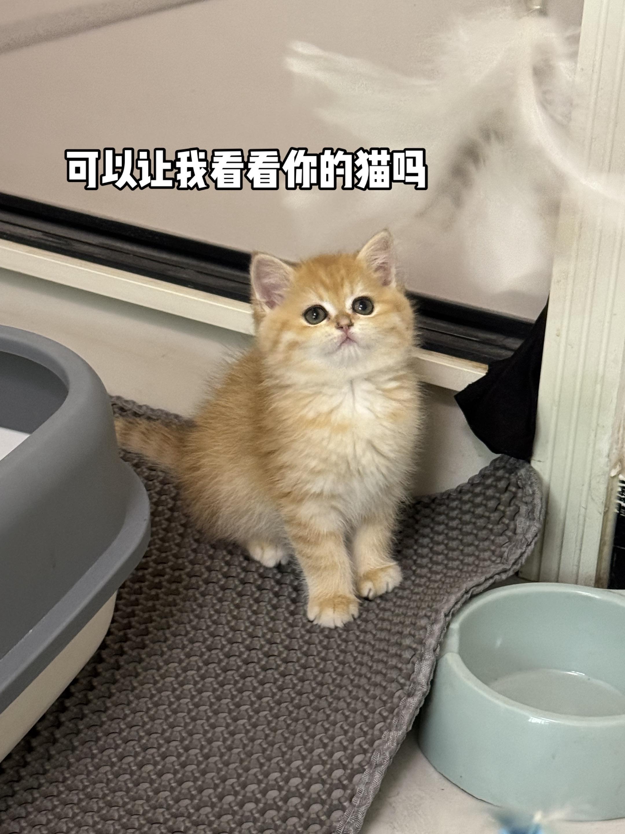 可以让我看看你的金渐层吗