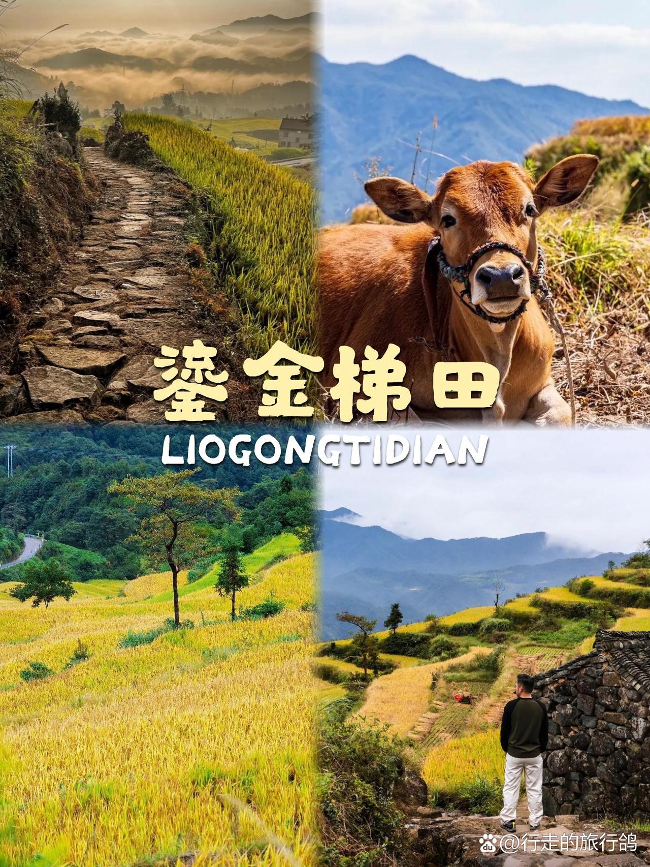 ✨台州小众秘境｜鎏金梯田徒步攻略

挖到一处神仙级小众秘境！人少景美还能承包整片