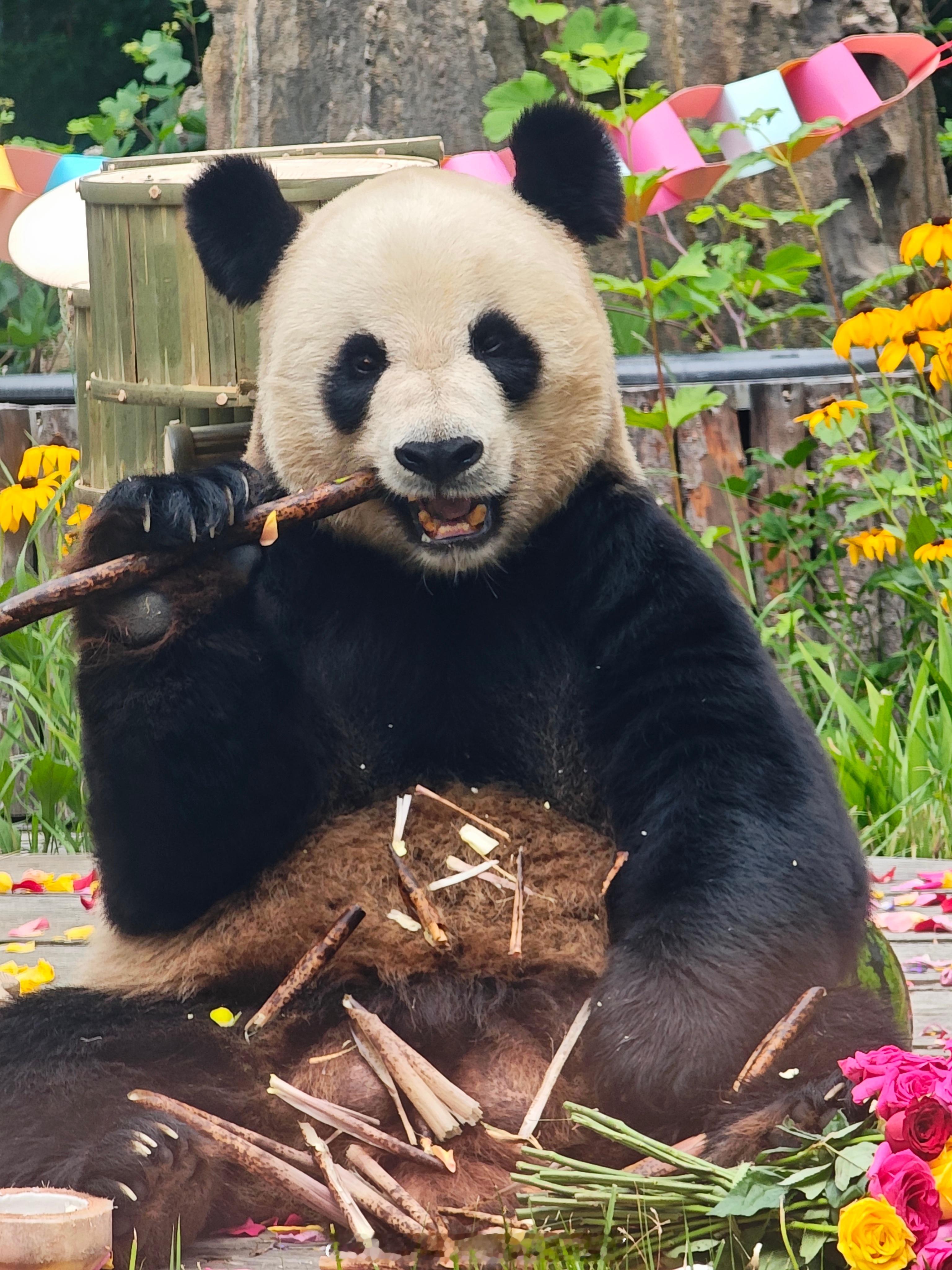 大熊猫金虎 好吃好吃 